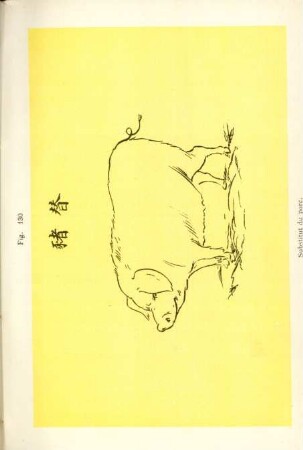 Fig. 130. Substitut du porc