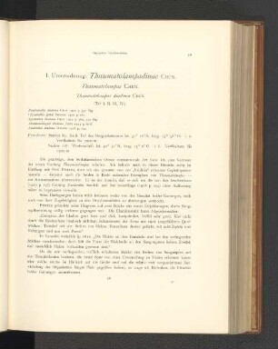 I. Unterordnung: Thaumatolampadinae.