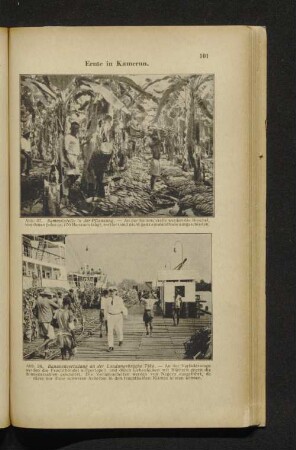 Abb. 37-38. Ernte in Kamerun.