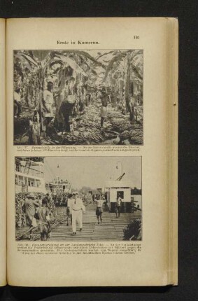Abb. 37-38. Ernte in Kamerun.