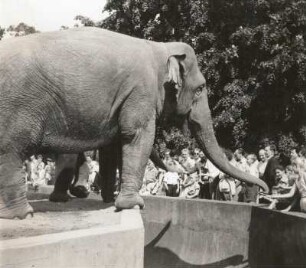 Indischer Elefant im Zoologischen Garten Dresden