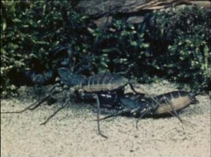 Fighting, Mating and Maternal Behaviour in Whip Scorpions (Uropygi)