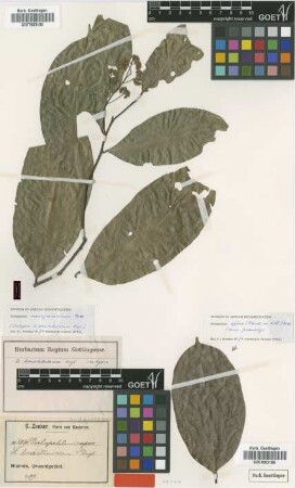 Dichapetalum brevistamineum Engl.