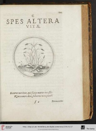 C. Spes altera vitae