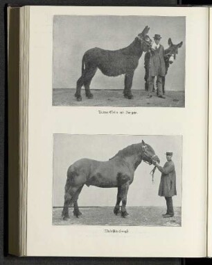 Mulassier-Hengst.