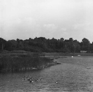 Serie zu: Moritzburg. Graugänse : Moritzburg. Graugänse im Schloßteich