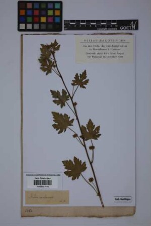 Malva caroliniana L.