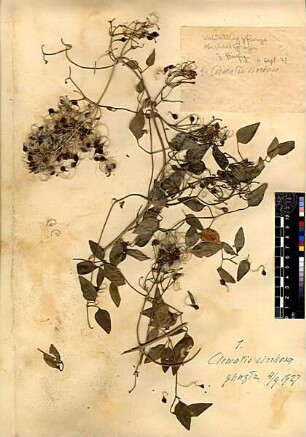 Ranunculaceae Clematis cirrhosa Linné, Carl von (1707 - 1778) [Ghazir, Ghazeer, Gazir]