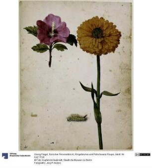 Syrischer Roseneibisch, Ringelblume und Rotschwanz-Raupe