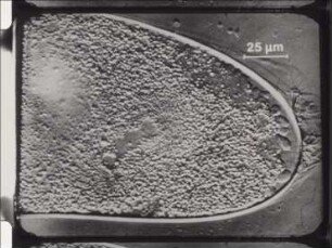 Embryonalentwicklung der Gallmücke Wachtliella persicariae (Diptera)