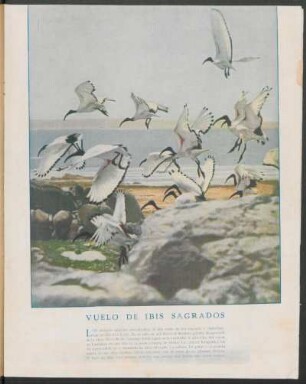 Vuelo de ibis sagrados