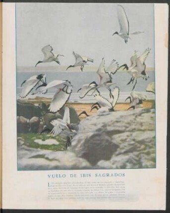 Vuelo de ibis sagrados