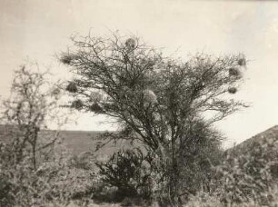Südwestafrika (Namibia). Wüste Namib. Autostrasse. Von Lüderitzbucht (Lüderitz) landeinwärts ist ein ca. 5 km langer Streifen weichen, tiefen Flugsandes von den Autos leicht zu überwinden