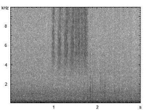 Wiesengrashüpfer | Chorthippus dorsatus - Stridulation