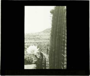 Cereus