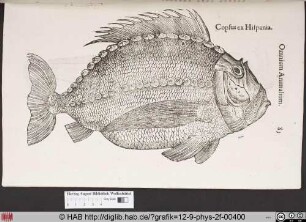 Copsus ex Hispania.
