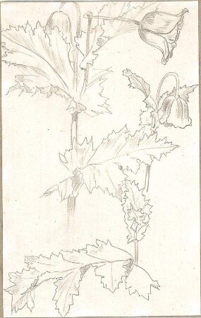 Lange, Ludwig; Lange - Archiv: XIII.6 Pflanzenstudien - Ansicht