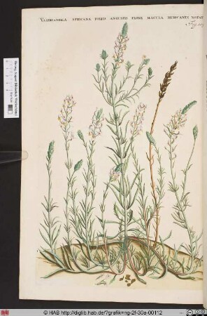 VALERIANELLA AFRICANA FOLIIS ANGUSTIS FLORE MACULA RUBICANTE NOTATO.