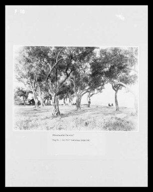 Olivenhain bei Preveza