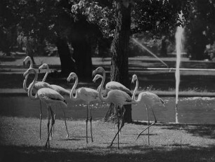 Archivfotografie "motive_tiere_zoo_flamingos_on02"