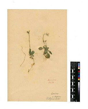 Cruciferae Malcolmia confusa Boissier, Edmond (1810 - 1885) [Smyrna]