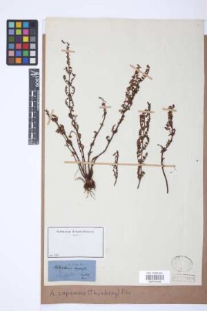 Adiantopsis capensis (Thunb.) Fée