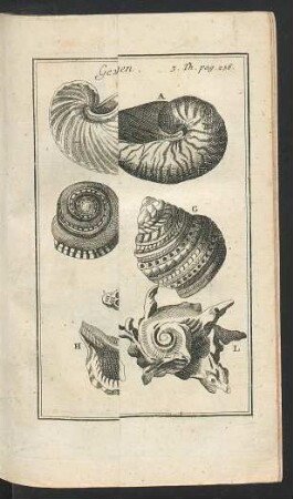 Tafel: Gewundene Muscheln so aus einem Stücke bestehen.