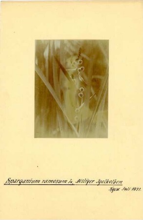 Ästiger Igelskolben : Königswartha, Ästiger Igelskolben (Sparganiu erectum Linnaeus)