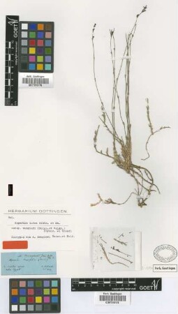Asperula mungieri Boiss. & Heldr. [isotype]