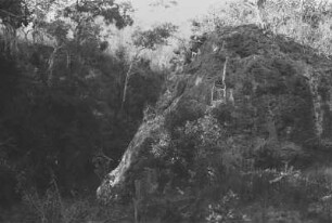 Kalkfelsen am Mkondadje : Dschungellandschaft mit Felsen, Bäumen und Büschen