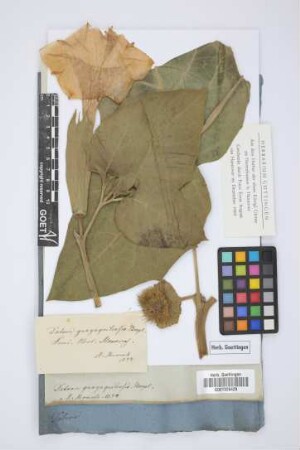 Datura guayaquilensis Bonpl.