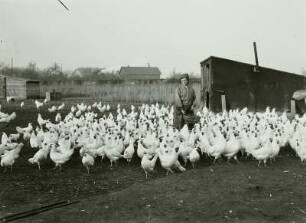 Gauernitz. Hühnerfarm. Hühner (Weiße Leghorn) werden gefüttert