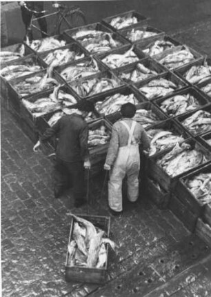 Hamburg. Altona. Im Altonaer Fischerei-Hafen wird gefangener Fisch angeliefert