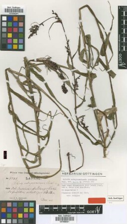 Scleria madagascariensis Boeckeler [type]