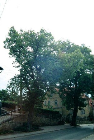 Straße mit großen Bäumen, im Hintergrund alte Schule