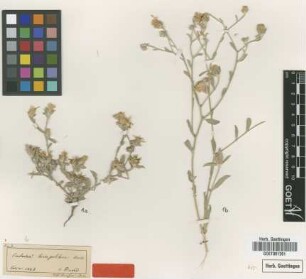 Centaurea hierapolitana Boiss. [type]