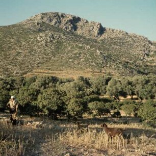 Chios. Mastixbaumkulturen im Süden