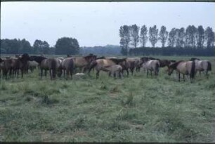 Fotografie: Pferdehaltung, Auslauf, Weidehaltung