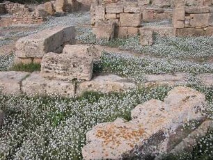 Grundrisse griechischer Häuser auf der Akropolis von Selinunt