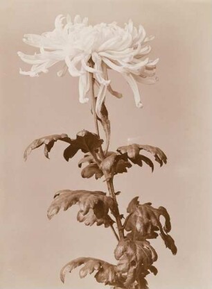 Chrysantheme