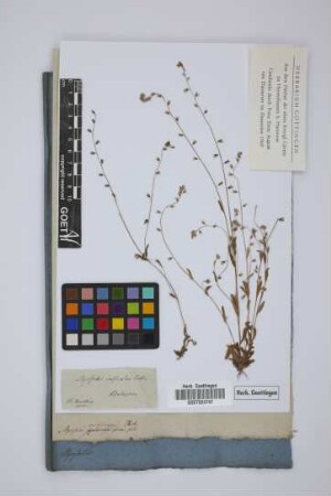 Myosotis versicolor Ehrh.