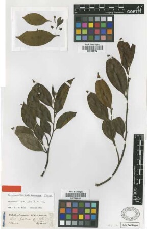 Guatteria glauca Ruiz & Pav.