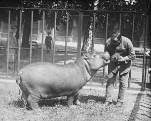 Flußpferd (Hippopotamus amphibius L.). Jungtier wird gefüttert : Breslau (Wroclaw/Polen). Zoologischer Garten. Flußpferd (Hippopotamus amphibius L.). Jungtier wird gefüttert