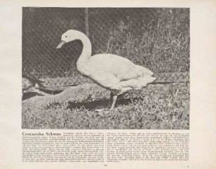 Coscoroba-Schwan