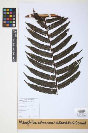 Alsophila erinacea (H.Karst.) D.S.Conant