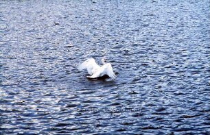 Mühlenteich: Schwan
