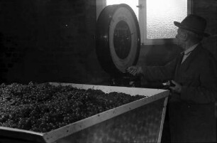 Ihringen: Winzergenossenschaft, Chef, Herr Grossklaus, an der Waage