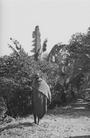 Kaffee- und Bananenanpflanzung (Äthiopienreise 1937/1938 - 3. Fahrt: von Addis Abeba nach Mogadischu und zurück)