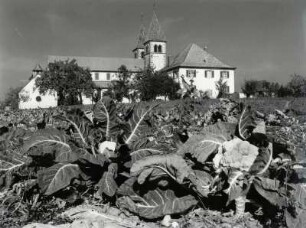 Die Stiftskirche St. Peter und Paul auf der Insel Reichenau, inmitten von Gemüsefeldern (Blumenkohl)