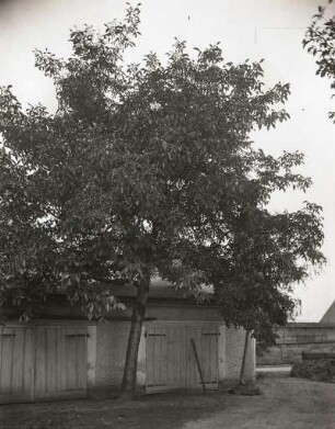 Echte Walnuss (Juglans regia), auch Welscher Nußbaum in Steinbach (Kreis Dresden). Belaubt